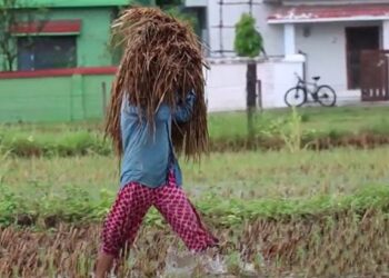 घर ल्याउन ठिक्क पारेको धान खेतमै डुब्यो, मर्कामा किसान (भिडियो)