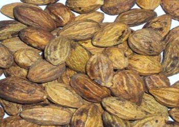 थाहा पाउनुहोस औषधीय गुण भएका हर्रो र बर्रोका फाइदा