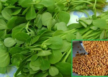 थाहा पाउनुहोस मेथी खानुका चामत्कारिक फाईदा