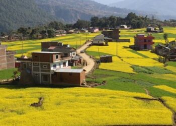 रत्नेचौरका तोरीबारीमा टिकटक बनाउनेको भीड