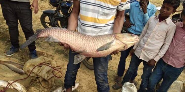 माछा बेचेरै गोरखा दक्षिणबाहु, कारमा हुइँकिन्छन् साइकल चढ्नेहरू