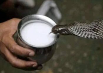 नागले दुध पिएको देख्ने व्यक्ति अत्यन्त भाग्यमानी, फोटो छोएर ॐ लेखि सेयर गर्नुहोस !