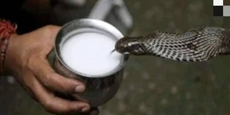 नागले दुध पिएको देख्ने व्यक्ति अत्यन्त भाग्यमानी, फोटो छोएर ॐ लेखि सेयर गर्नुहोस !