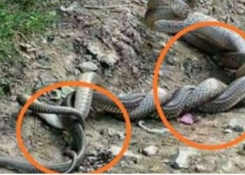देखेको ३० सेकेण्ड भित्रमा शेयर गर्नुहोस, २४ घण्टाभित्र भित्रमा तपाइले नसोचेको काम बन्नेछ, बिल्कुलै बेवस्ता नगर्नुहोला