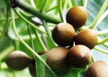 बर्राे नै नचिन्ने छ नेपाली पुस्ता तर यस्तामा जडी ओखतीको रूपमा प्रयोग हुन्छ बर्रो