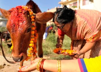 तिहारको चौथो दिन: आज गाई पूजा गरिँदै