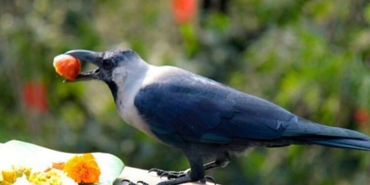 आज काग तिहार मनाइँदै