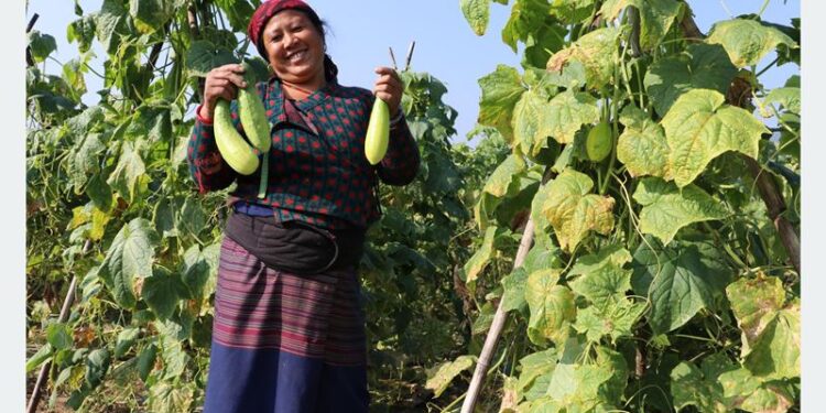 काँक्रो खेतीबाट यति धेरै आम्दानी गर्दै जेकेपानीका किसानहरू…