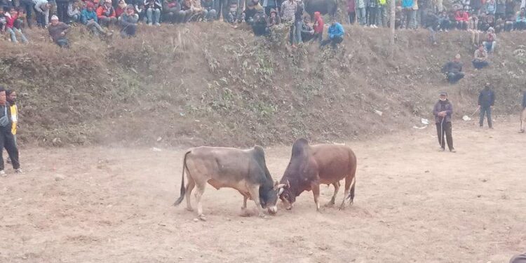 धनकुटाको पाख्रीवासमा गोरु जुधाई प्रतियोगिता सम्पन्न