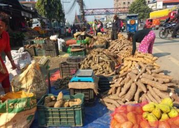 माघे सङ्क्रान्तिमा तरुल विशेष: मुटुका बिरामीदेखि क्यान्सर भएकालाई लाभदायी