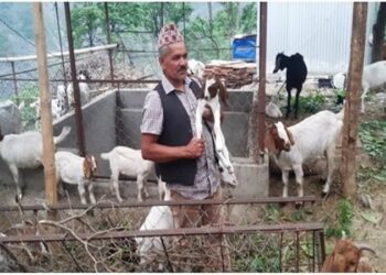 वैदेशिक रोजगारी छाडेर स्वदेशमा बाख्रापालन