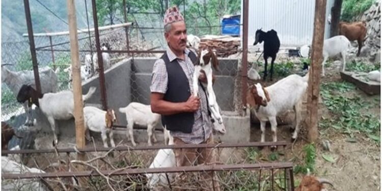 वैदेशिक रोजगारी छाडेर स्वदेशमा बाख्रापालन